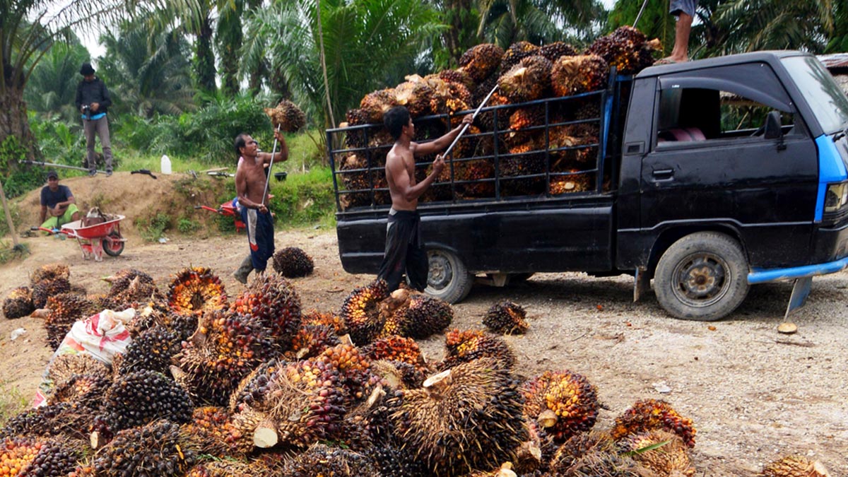 Harga TBS Sawit Kalbar Naik Rp264 per Kg Periode II Juni 2026, Petani Sawit Umur 10-20 Tahun Terima Rp 3.446