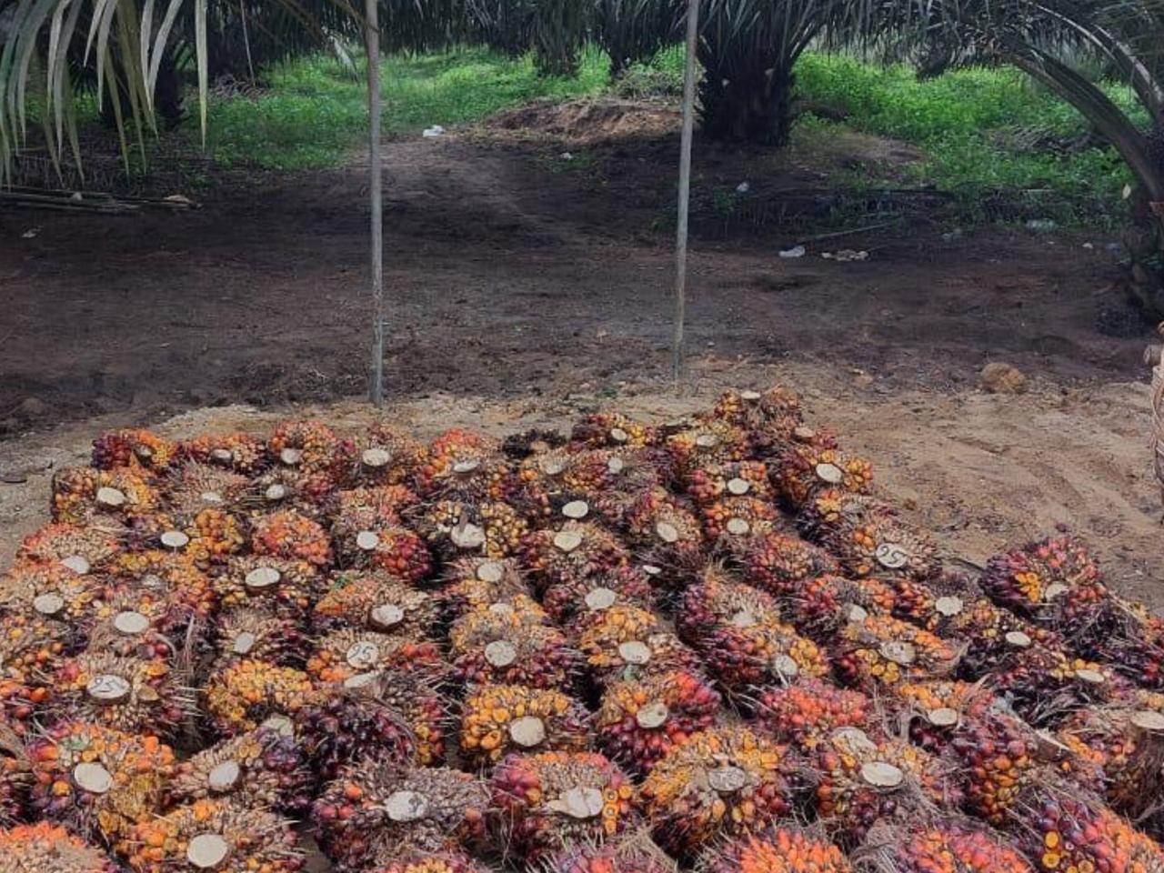Harga TBS Sawit Petani Sumut Naik Rp3.879,39/Kg, Tertinggi di Tanaman 21 Tahun Capai Rp3.885,48