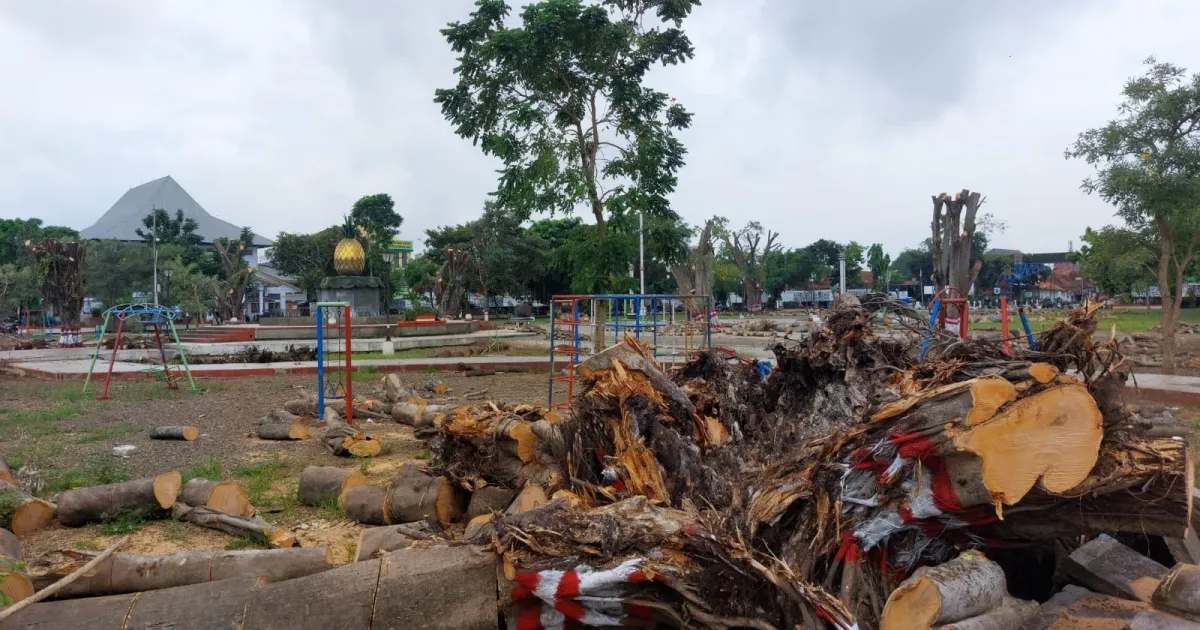 Pohon Beringin Tumbang di Alun-alun Pemalang Kembali Jadi Tanda Jelang OTT KPK, Ini Makna Simbolisnya