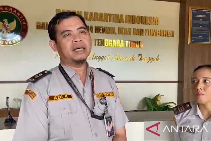 Karantina Hewan NTT Terbitkan Sertifikat Sehat untuk 11.000 Sapi Kiriman ke Jakarta, Kalimantan, dan Jawa Timur