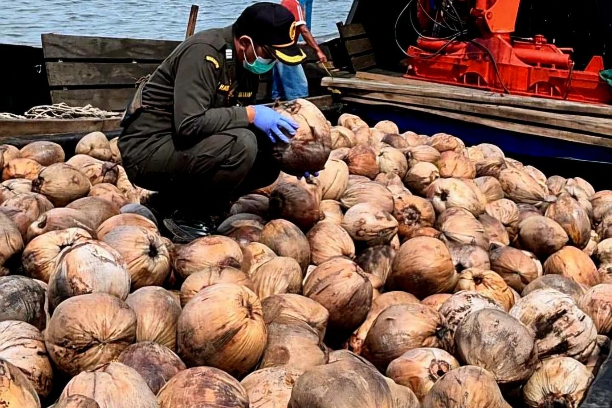 Benih Kelapa Natuna Mulai Dilirik Daerah Lain, 80.000 Butir Dikirim ke Bintan untuk Perkebunan