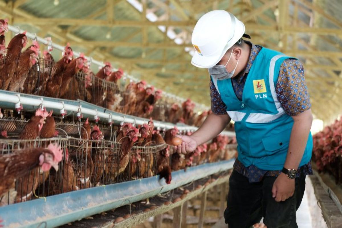 PLN Dorong Modernisasi Peternakan Ayam di Sidrap, Peternak Hemat Biaya Listrik Hingga Rp180 Juta Per Bulan