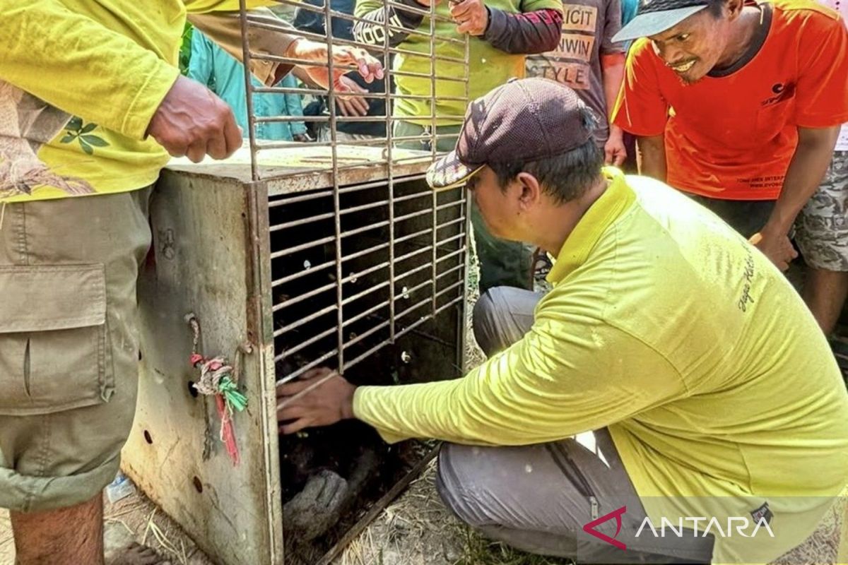 BKSDA Kalsel Evakuasi Orang Utan Liar dari Kebun Warga Tabalong, Gagal Digiring ke Habitat