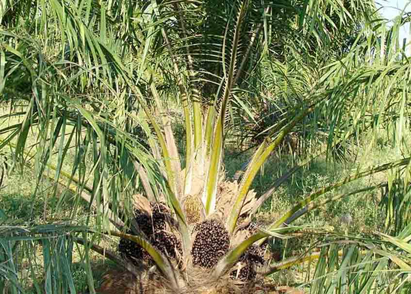 Harga TBS Sawit di Dharmasraya Naik Tipis, Selisih Antar-PKS Capai Rp550 per Kilogram