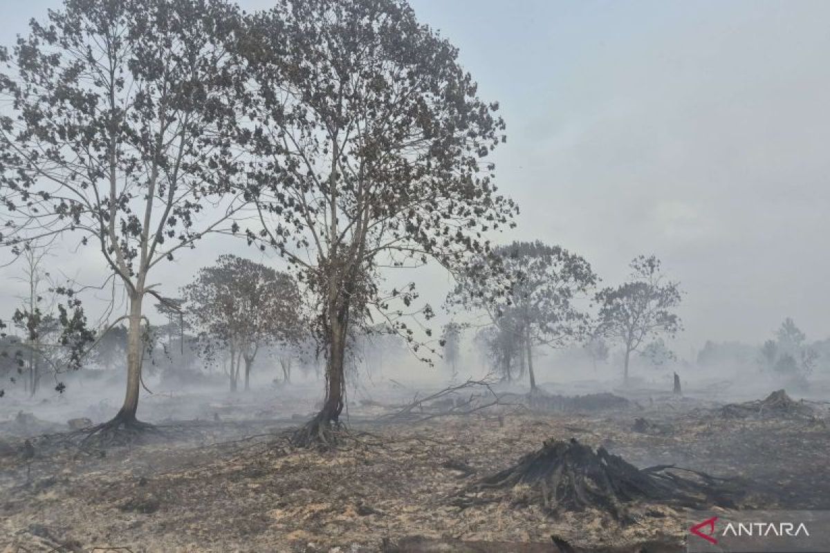 KKI Warsi Ingatkan Pengawasan Pasca Karhutla di Jambi, 12,6 Ribu Hektare Terbakar Bersinggungan 25 Perkebunan Sawit