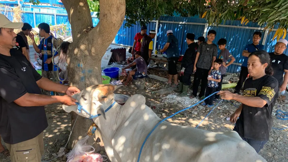 Yayasan Al Azhar Mandiri Palu Bagikan 900 Kg Daging Kurban Iduladha 1447 H Tanpa Kantong Plastik