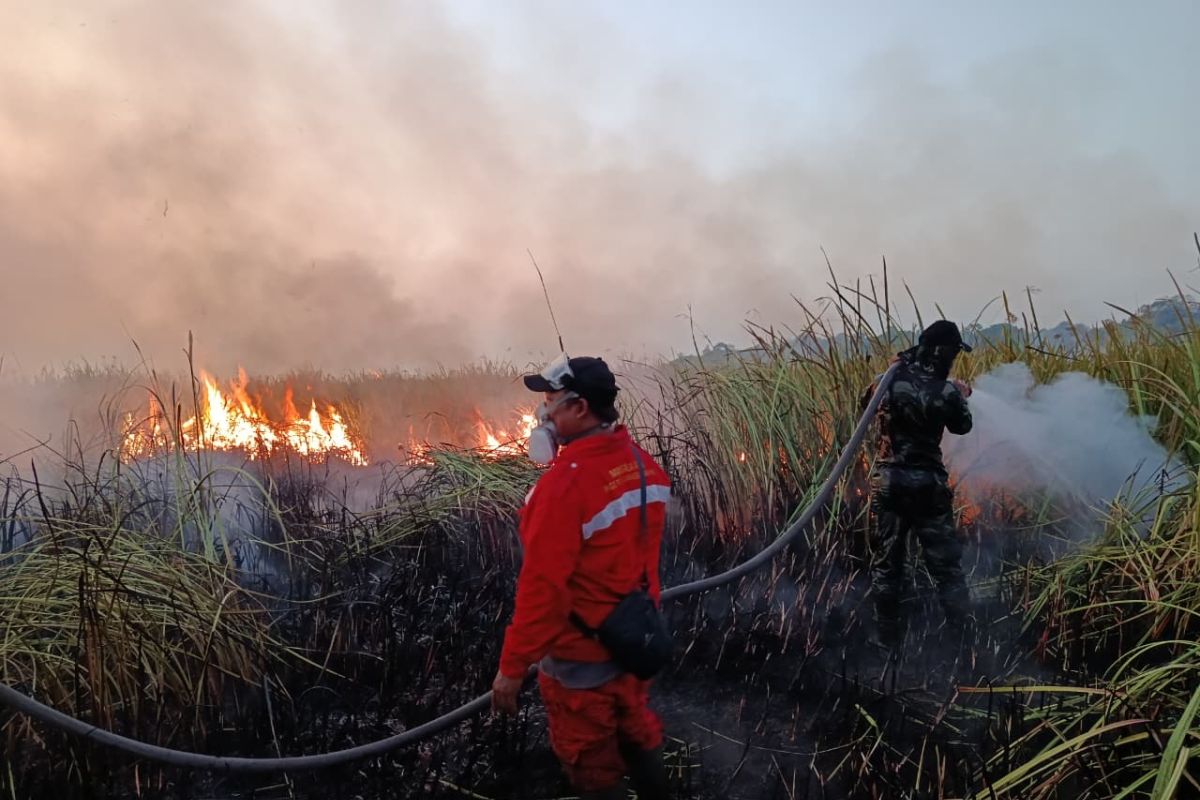 Kebakaran di Taman Nasional Way Kambas Lampung Timur Capai 800 Hektare, Bupati Pastikan Penanganan Terkoordinasi