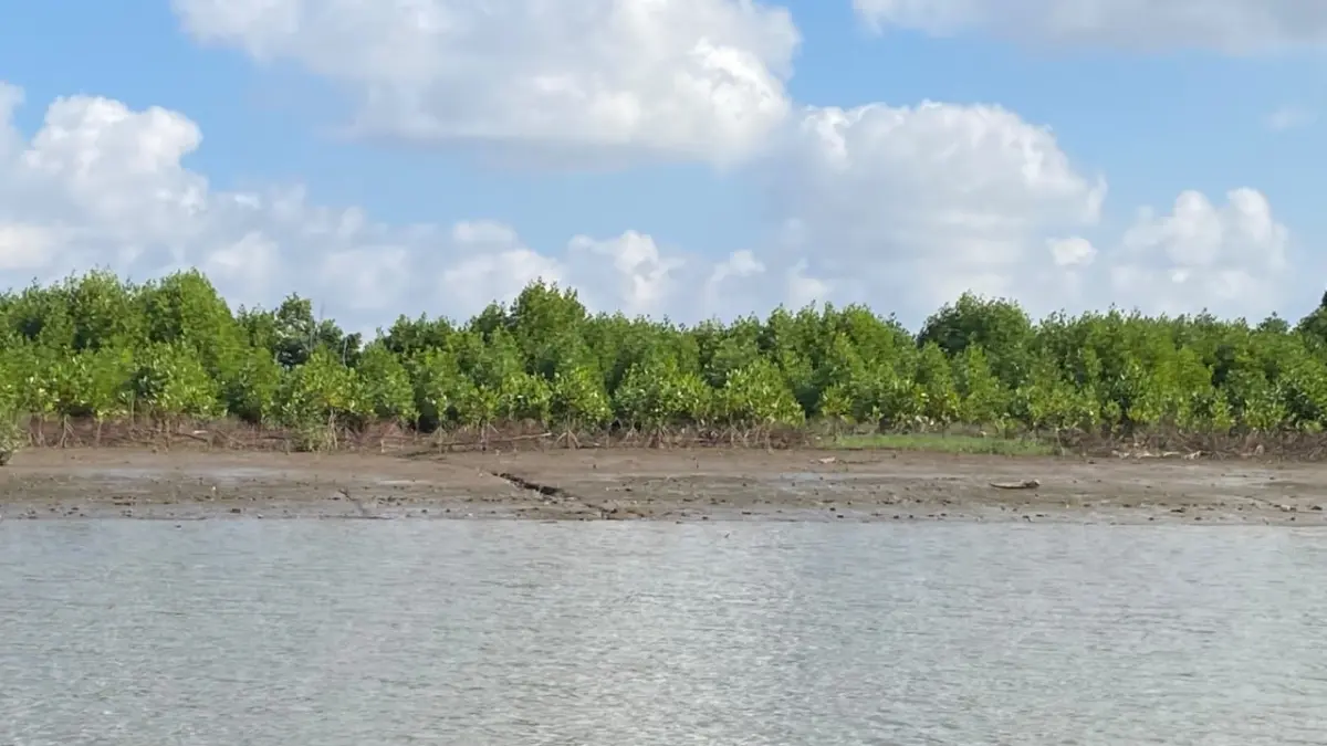 Kaltim Kehilangan 102.040 Hektare Mangrove Selama 30 Tahun, Tambak Aktif dan Terbengkalai Jadi Biang Kerok