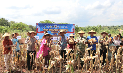 Polres Gunungkidul dan Pemkab Panen Raya Jagung di Wonosari, 12 Ton Jagung Siap Serap ke Bulog