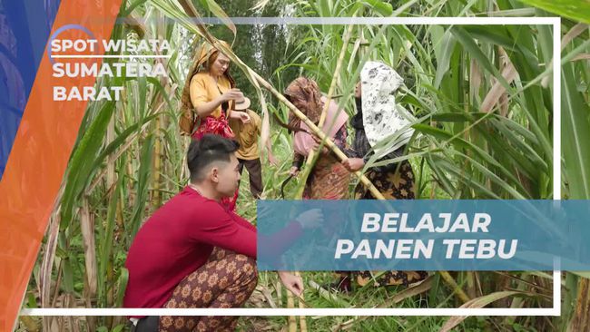 Selebriti Belajar Panen Tebu Langsung di Kebun Gula Saka Nagari Kapau, Sumatera Barat