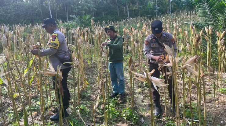 Polsek Sebatik Barat Kawal Panen Jagung Hibrida di Lahan Tumpangsari, Petani di Perbatasan Kaltara Dapat Stimulan dari Pemkab Nunukan