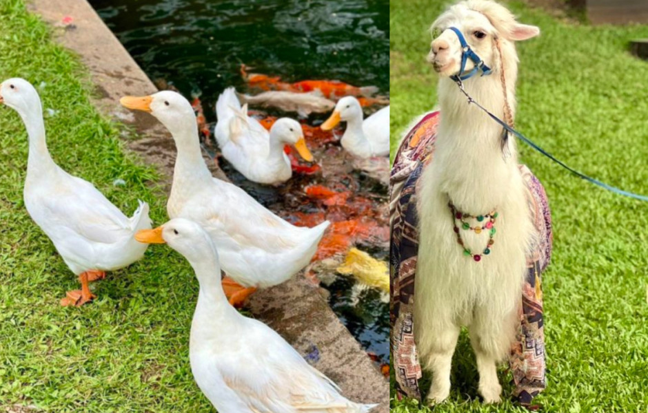 3 Wisata Tangerang dengan Kebun Binatang Mini di Tengah Kota