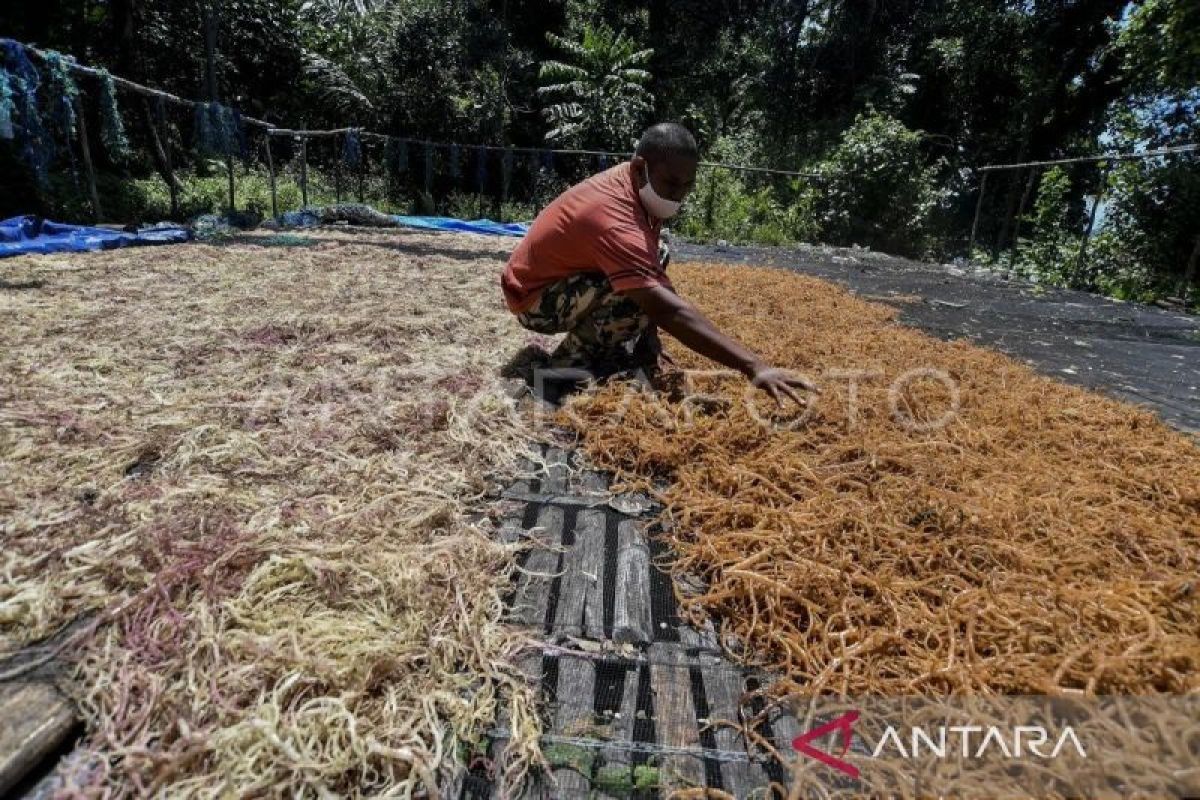 Produksi Rumput Laut Tanimbar Anjlok 50 Persen, Pemkab dan BRIN Turun ke Desa Beri Edukasi ke Pembudidaya
