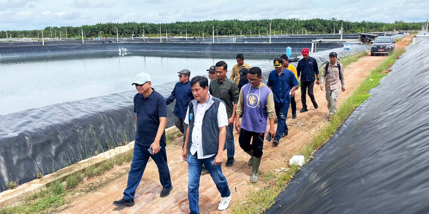 Peneliti IPB University Ubah Limbah Tambak Udang Bangka Tengah Jadi Pupuk Organik Sawit, Target Komersial 2027