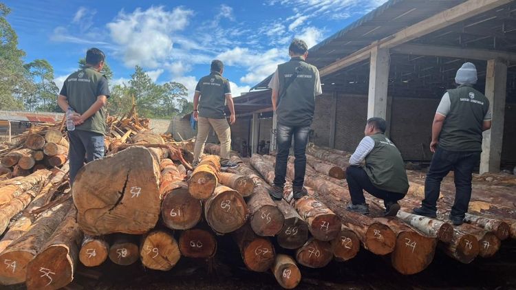 219 Batang Kayu Log Ilegal Diamankan dari Sawmill di Humbang Hasundutan, Petugas Gelar Penyelidikan