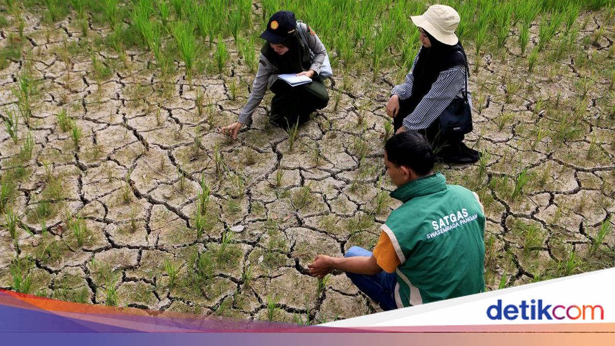 Kekeringan Landa Ratusan Hektare Sawah di Aceh Barat, Pemkab Siapkan Pompa Air untuk Petani
