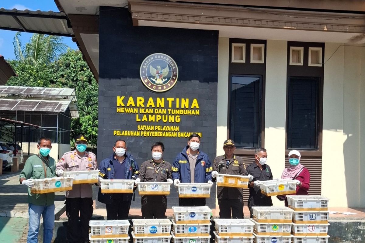 Karantina Lampung Ungkap 3.076 Ekor Satwa Liar Diselundupkan Lewat Pelabuhan Bakauheni, Pengawasan Bakauheni Diperketat
