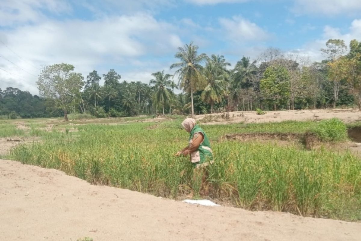 Sawah 0,5 Hektare Milik Petani di Tapanuli Selatan Rusak Diterjang Banjir Bandang, Pendapatan Keluarga Anjlok Drastis
