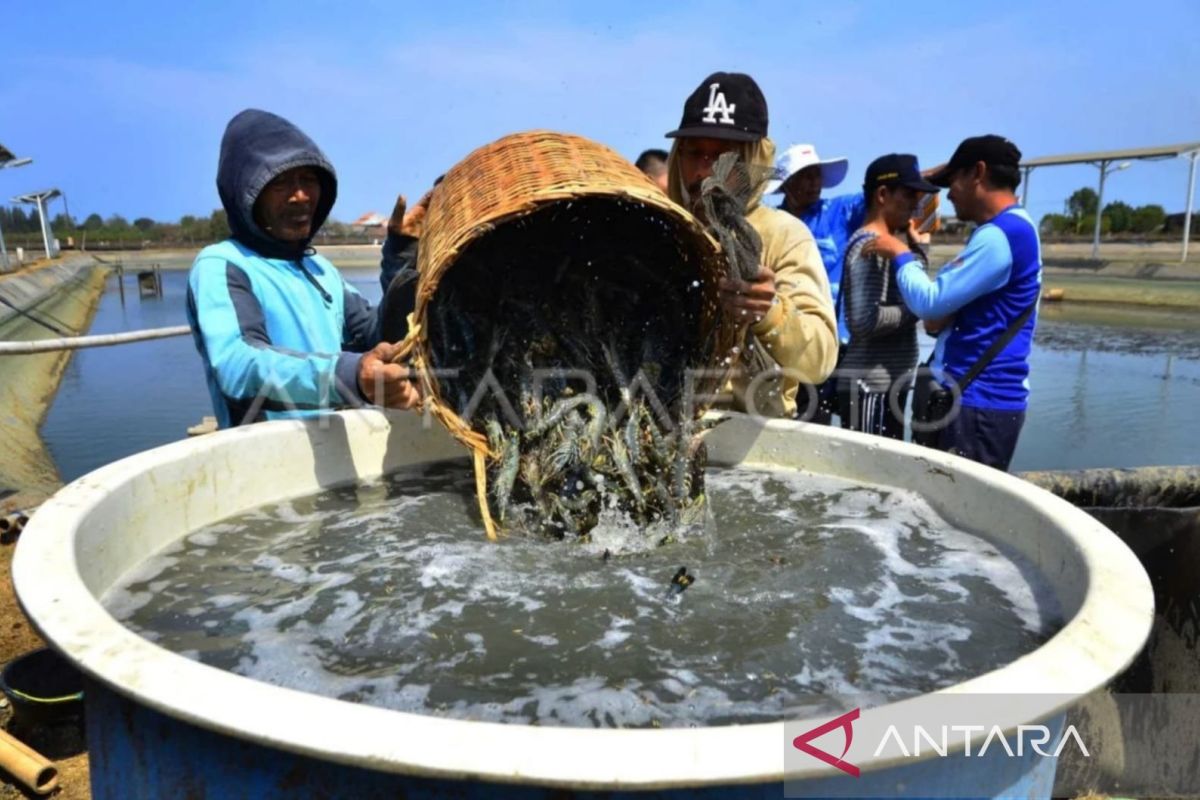 Udang Windu Beku Kaltim Tembus Devisa Rp345,85 Miliar, Jepang dan Amerika Jadi Pasar Utama