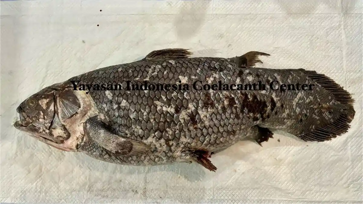 Setahun Setelah Ditemukan di Gorontalo, Ikan Purba Coelacanth Masih Jadi Objek Penelitian Ilmuwan