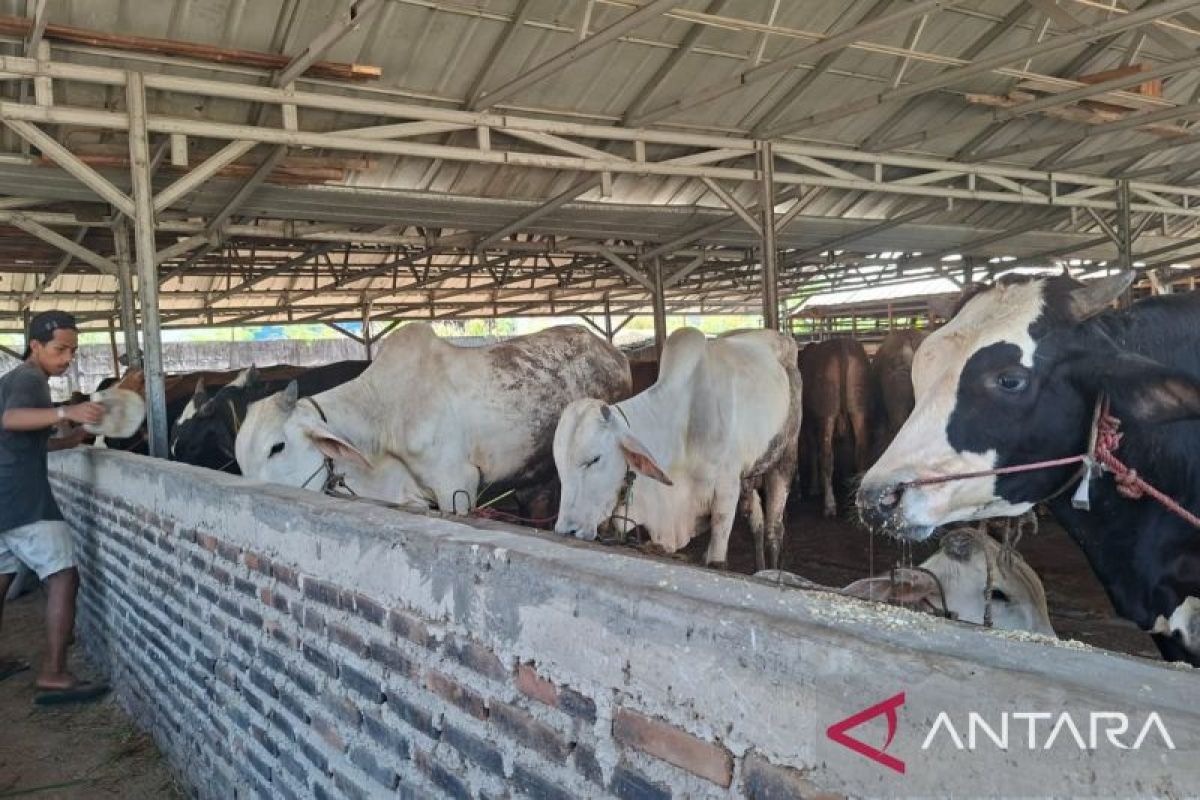 Pemprov Banten Jamin Kesehatan 32 Sapi dan 23 Kambing Kurban ASN, Tim Dokter Hewan Turun ke 2.000 Lapak