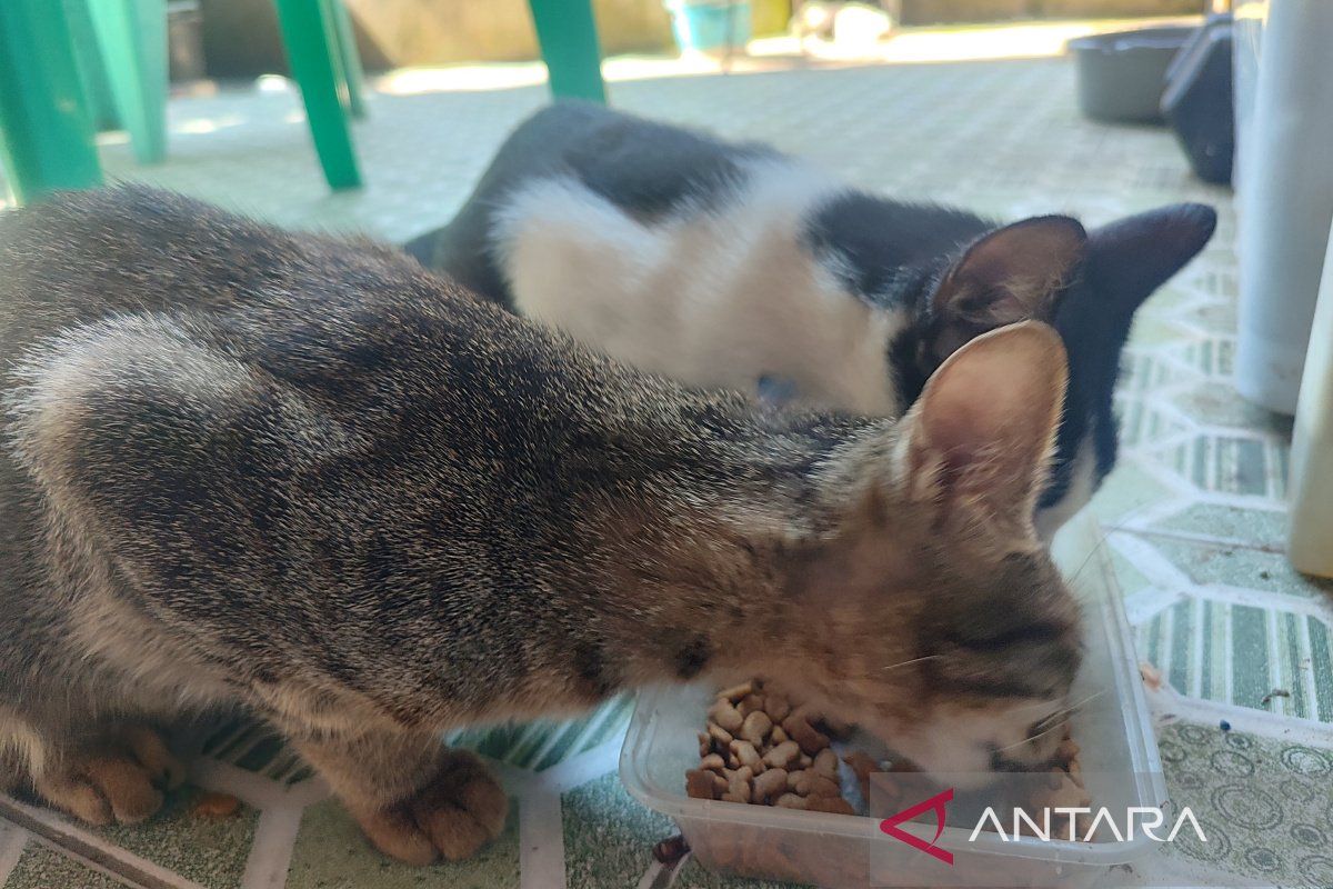 Pemkot Bengkulu Terima 500 Dosis Vaksin Rabies, Capaian Vaksinasi Baru 10 Persen dari Target Ideal