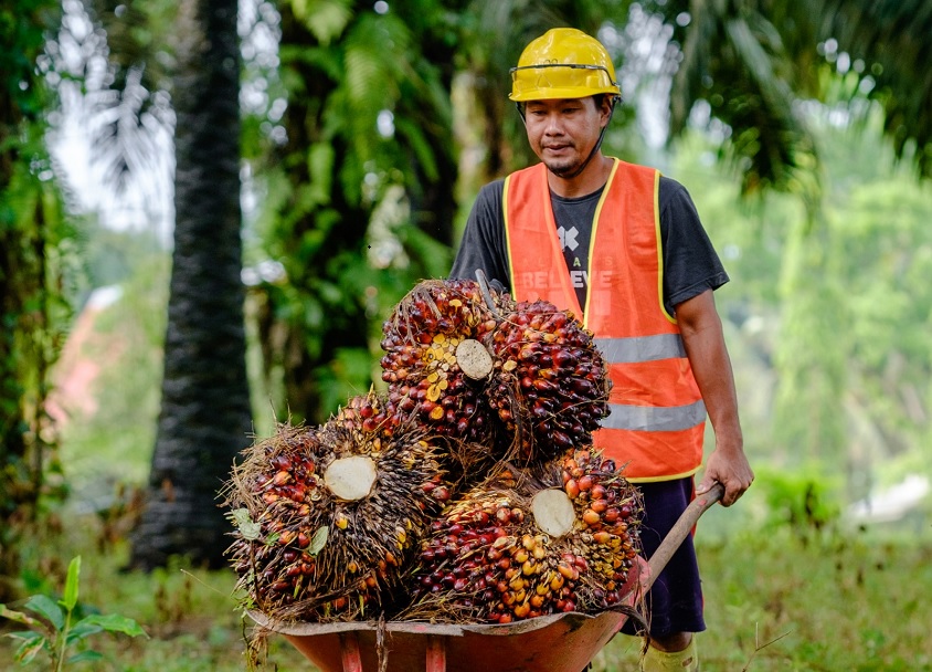 Harga TBS Sawit di Sumatera Utara Tembus Rp3.879 per Kg, Tertinggi Nasional Sepanjang Juni 2026