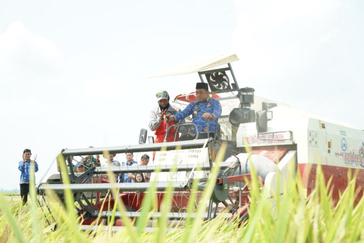 Pemkab Luwu Panen Perdana Oplah, Produktivitas Padi Capai 8,9 Ton per Hektare