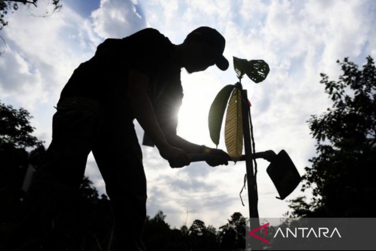 Pecahkan Rekor Muri, 2.308 Peserta Tanam 2.000 Lebih Pohon di Taman IKN Sepanjang DAS Sanggai