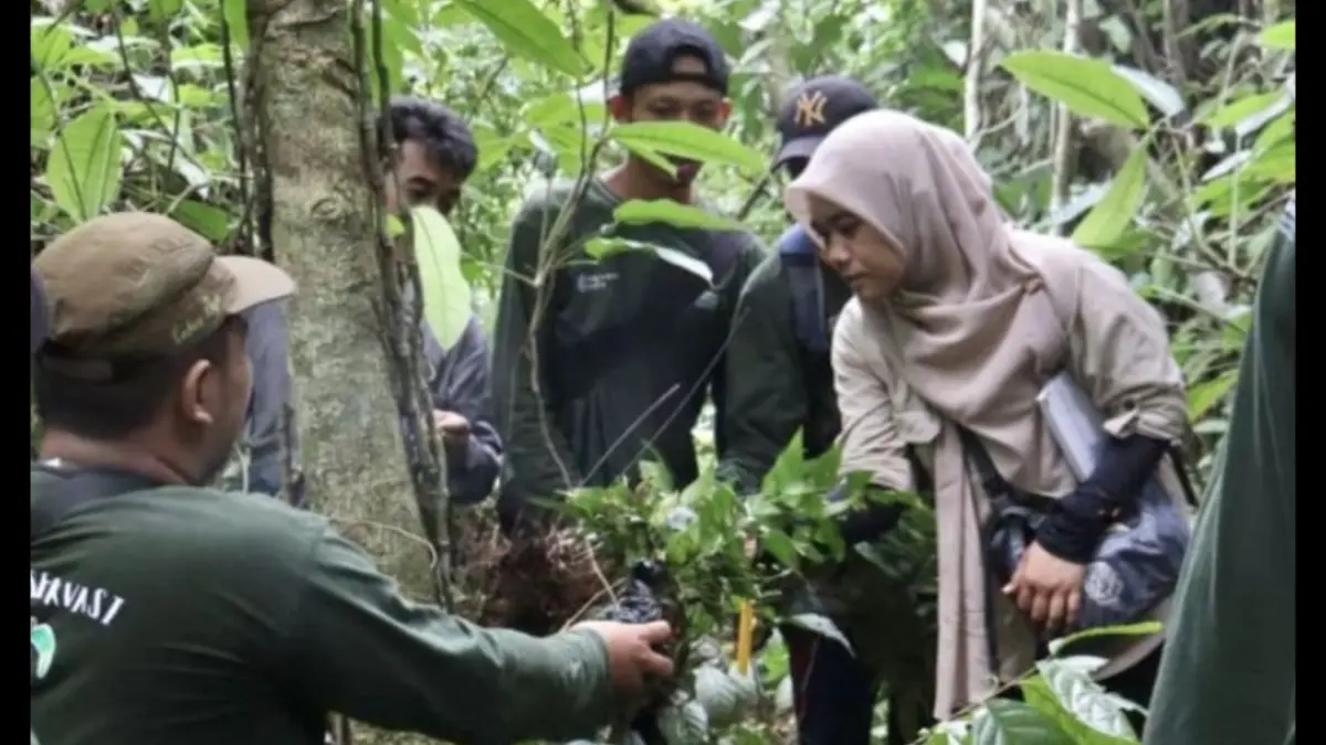 Kebun Raya Banua Kalsel Perkuat Riset Tanaman Obat Lokal, Eksplorasi Digelar di Tanah Bumbu dan Dikaji dengan Pengetahuan Tradisional