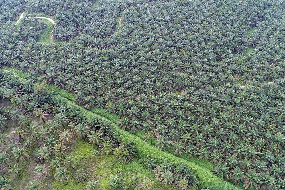 Harga CPO KPBN Naik Rp 108 per Kg Usai Tender Kamis, Kontrak Berjangka di Bursa Malaysia Menguat ke RM4.887