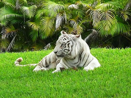 Semarang Zoo Kirim Harimau Putih Anggun ke Medan demi Perbaiki Genetik, Hasil Nekropsi Ungkap Gangguan Organ Serius