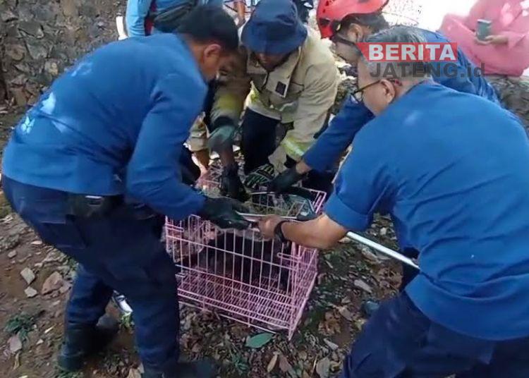 Damkar Semarang Evakuasi Lutung Tersetrum Listrik, Tangan Kiri Nyaris Putus Akibat Sengatan Tegangan Tinggi