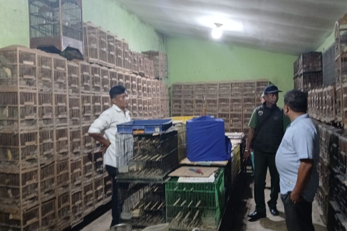 Gakkum Kemenhut Dalami 101 Burung Dilindungi di Rumah Terpidana Medan, 11 Ekor Mati