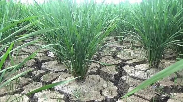 1.700 Hektare Sawah di 19 Kecamatan Aceh Besar Terdampak Kekeringan, Pemkab Pinjamkan Pompa Air ke Petani