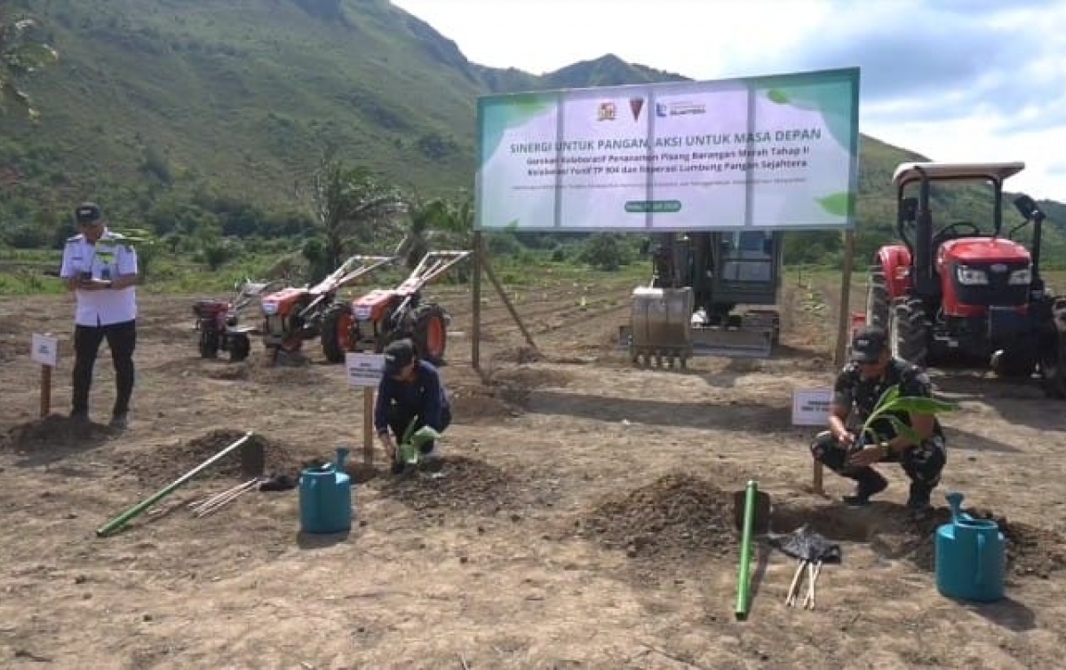 TNI AD Tanam 4.000 Bibit Pisang Barangan Merah di Karo, Koperasi Siapkan Pinjaman Modal Tanpa Bunga untuk Petani