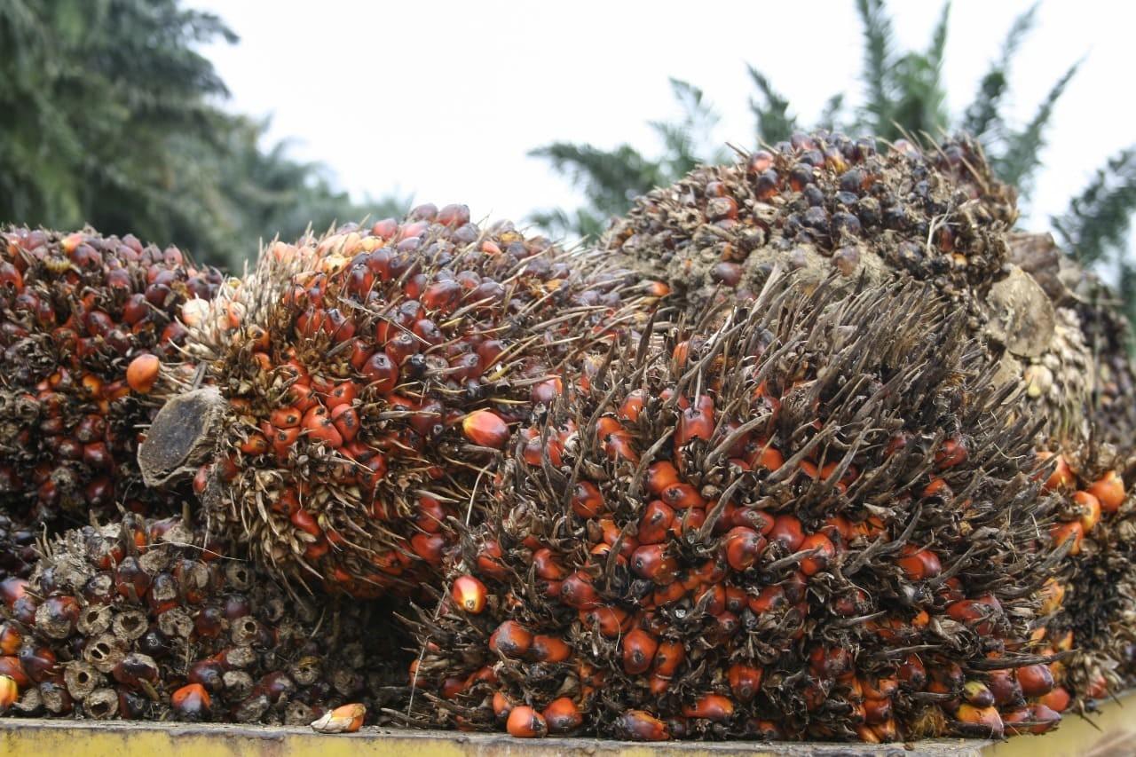 Harga TBS Sawit Petani Plasma Sumut Periode 1-7 Juli 2026 Naik, Tertinggi Tembus Rp3.885,73 per Kg