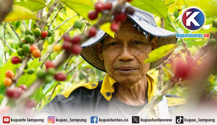 Petani di Hutan Lindung Batutegi Tanggamus Terapkan Agroforestri, Jadi Penyangga Ekonomi Saat Panen Kopi Turun