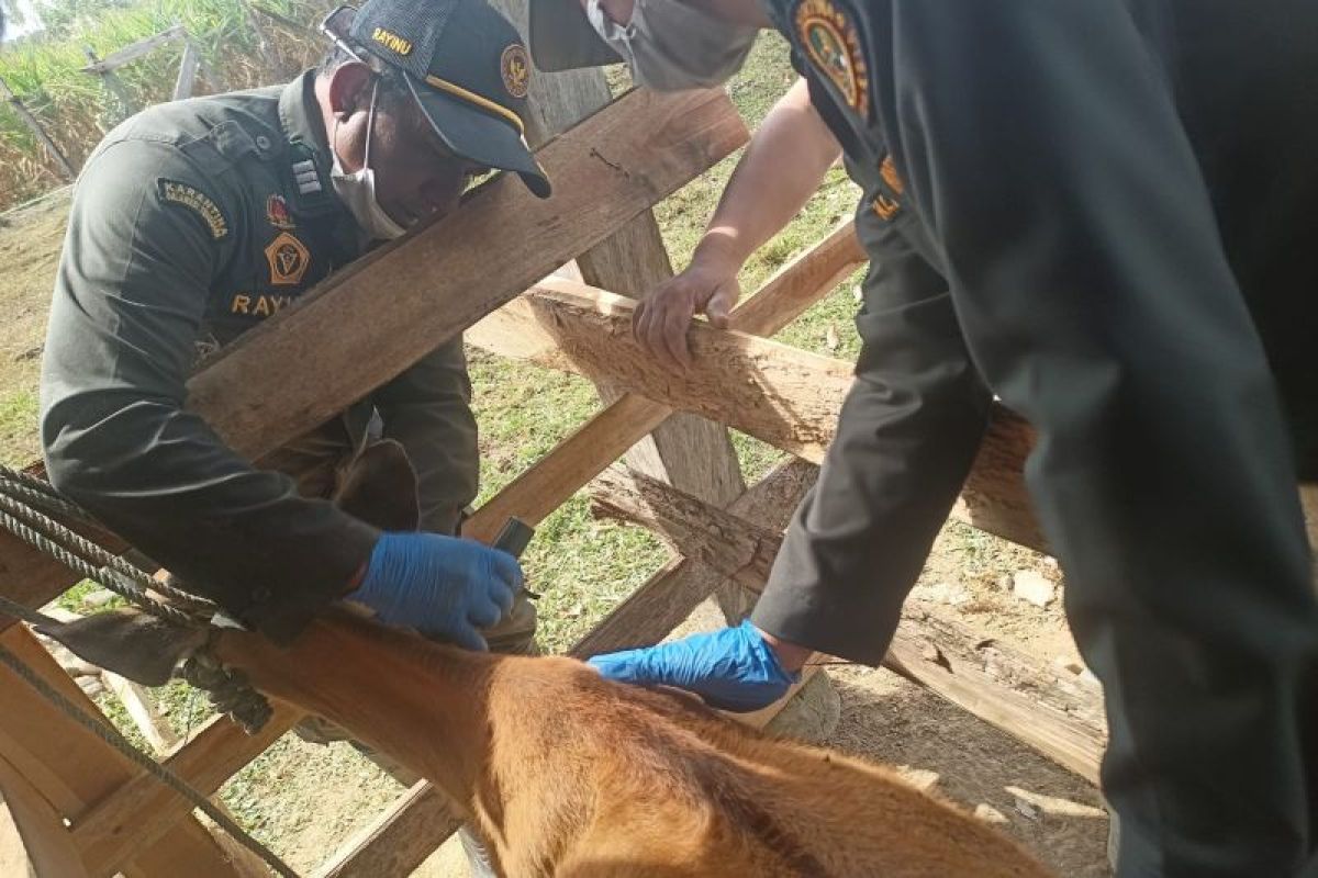 Pemkab Konawe Selatan dan Barantin Uji Sampel Darah Ternak Warga Wolasi, Deteksi Dini TBC Hewan