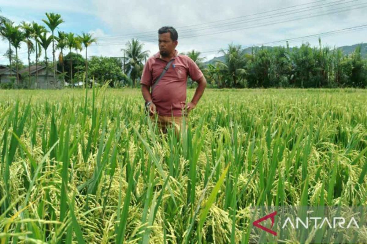 Kemenkum Aceh Dorong Sertifikasi Indikasi Geografis Beras Sigupai dan Jengkol Abdya Agar Tak Diklaim Pihak Lain
