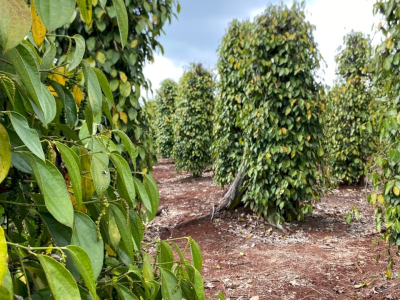 WALHI Sulsel Kritik Gakkum di Luwu Timur Usai 3 Petani Ditangkap, Minta Legalitas Lahan Merica Turun-Temurun