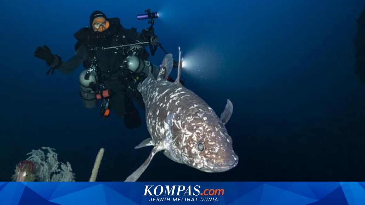 BRIN dan Peneliti Sam Ratulangi Temukan 18 Ikan Purba Coelacanth di Satu Gua Perairan Pulau Talise, Sulut