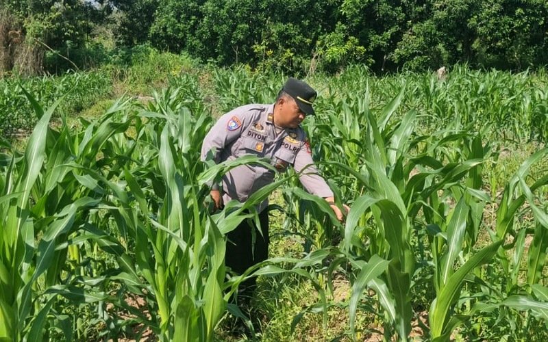Polsek Tarakan Utara Monitoring Tanaman Jagung Poktani Flora Fauna demi Dukung Swasembada Pangan Nasional