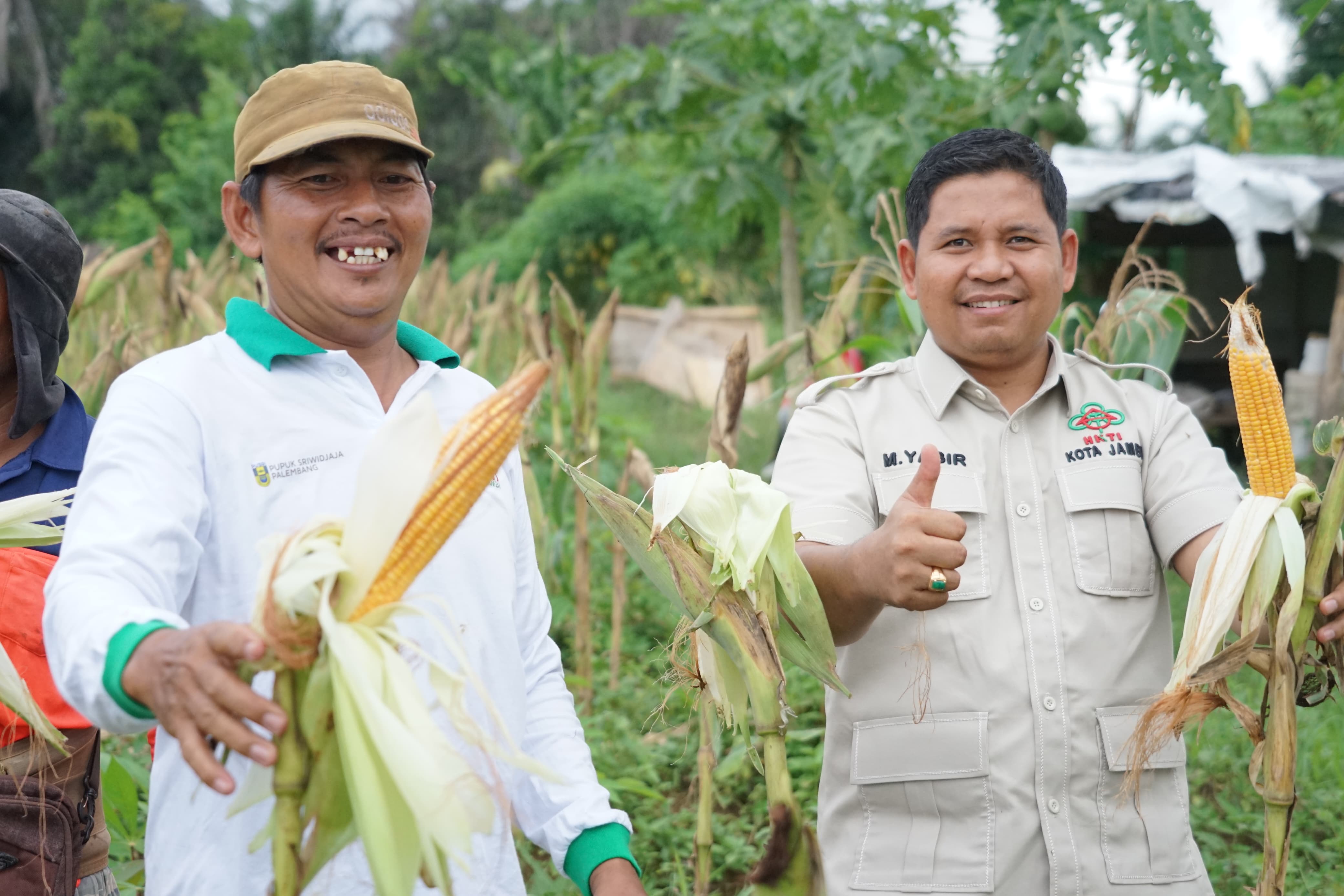 Wakil Ketua DPRD Kota Jambi Muhammad Yasir Panen Jagung Bersama Petani di Paal Lima, Apresiasi Produktivitas Lahan