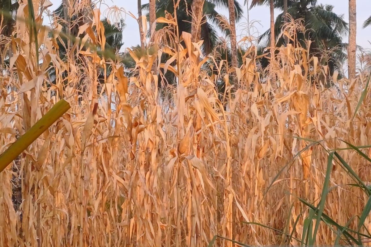 Dinas Pertanian Sulut Siapkan Varietas Padi Gogo untuk Hadapi El Nino Ekstrem, Petani di 4 Kabupaten Jadi Prioritas