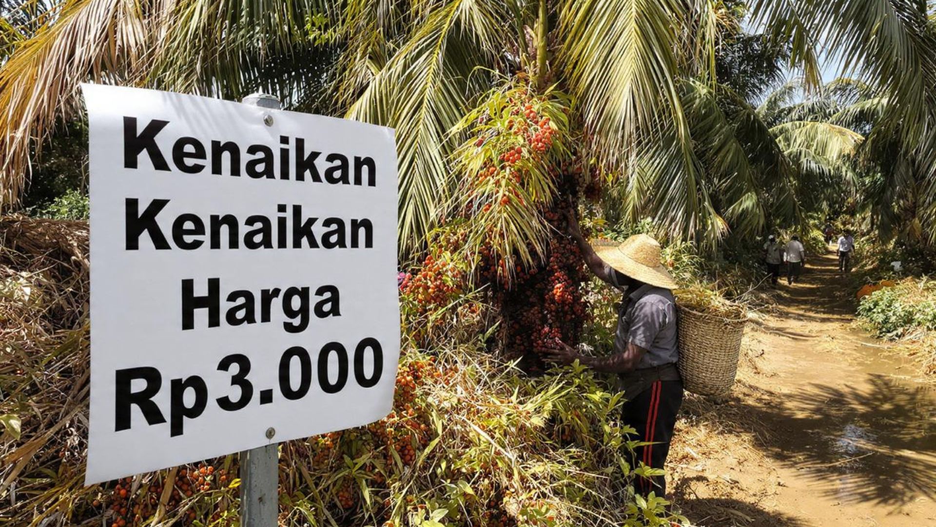 Harga TBS Sawit di Paser Tembus Rp3.000 per Kilogram, Petani Kembali Bergairah