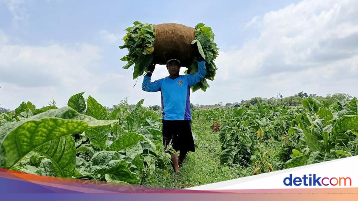 Petani Tembakau Se-Jawa Barat Kompak Tolak Aturan Kemenkes, Mulai Pembatasan Nikotin hingga Kemasan Polos