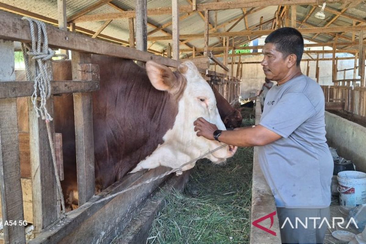 Pedagang Sapi Aceh Besar Pasok 100 Ekor untuk Kurban Idul Adha 1447 H, Omzet Naik 30 Persen