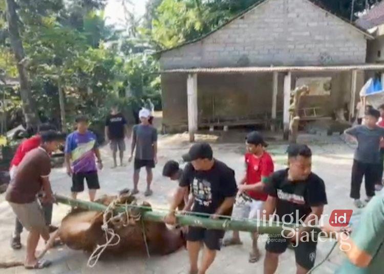 Tukang Kelet Hewan Kurban di Salatiga Meninggal Usai Angkat Sapi, Diduga Kena Serangan Jantung