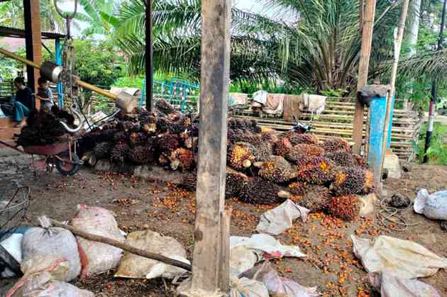 Hilirisasi Sawit Bengkulu Tengah Mandek: 18.311 Pekebun Masih Bergantung pada Toke, Harga TBS Tertekan